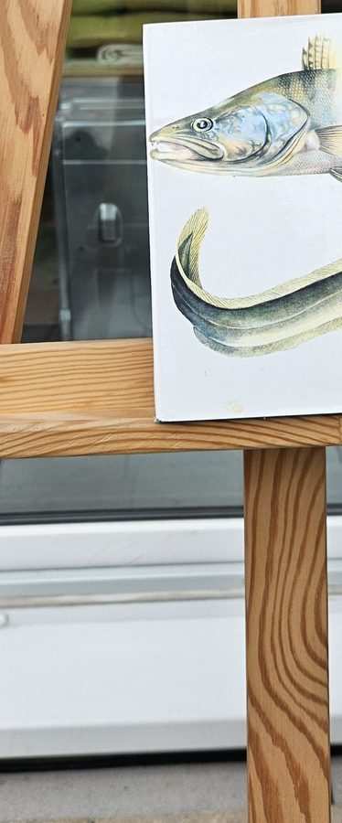 Taschenatlas der Süsswasserfische für den Angler Rückseite