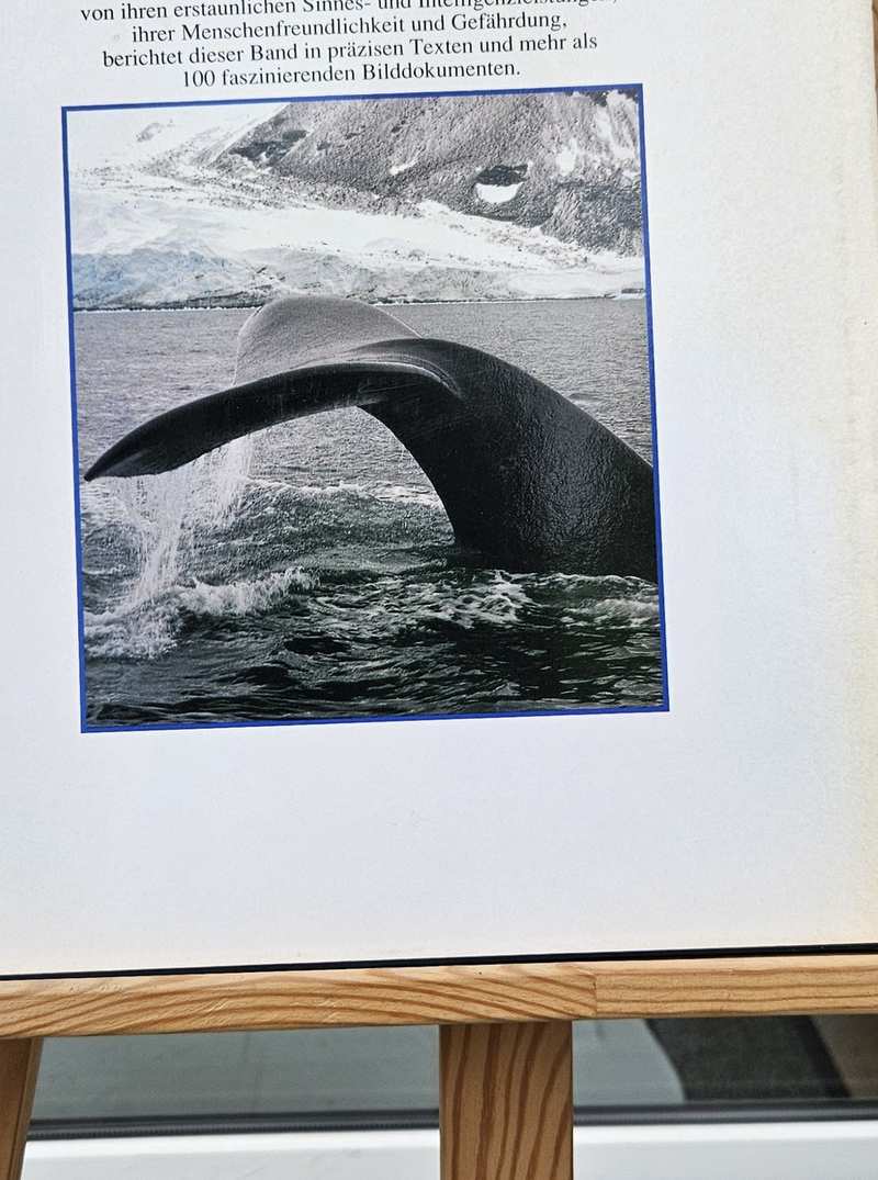 Wale KM Rück